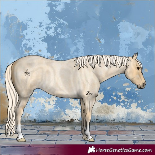Horse Color:Palomino Roan 