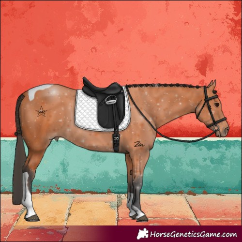 Horse Color:Bay Tobiano 