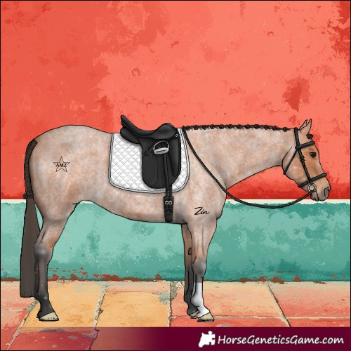 Horse Color:Bay Roan 