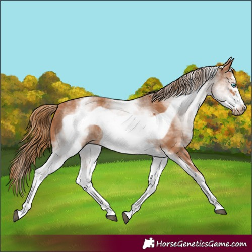Horse Color:White Spotted Chestnut Frame 