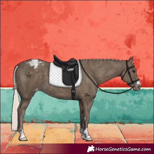 Horse Color:Silver Smoky Black Appaloosa 