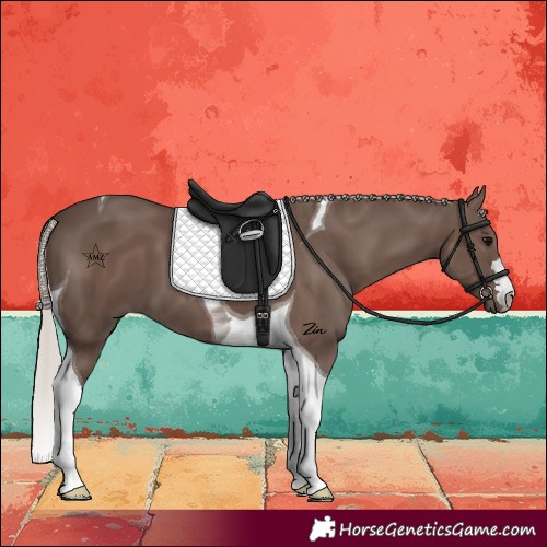 Horse Color:Silver Black Tobiano 