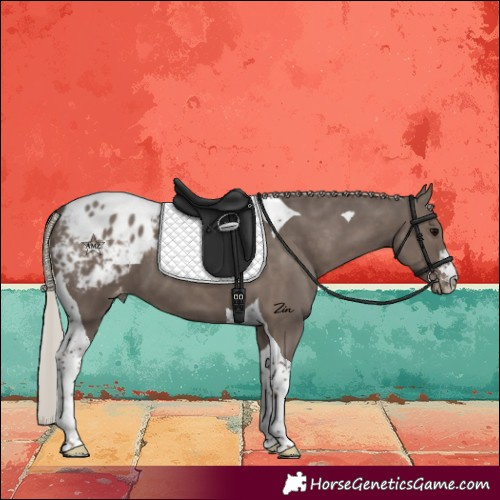 Horse Color:Silver Black Tobiano Appaloosa