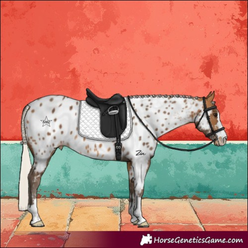 Horse Color:Silver Buckskin Appaloosa 