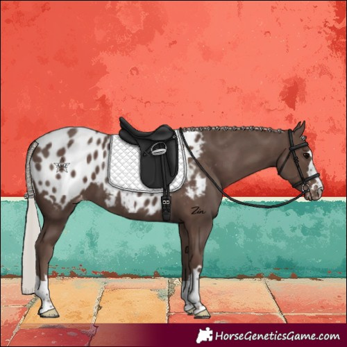 Horse Color:Silver Black Appaloosa 