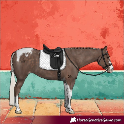 Horse Color:Silver Black Tobiano Appaloosa 