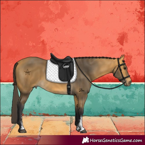 Horse Color:Buckskin Sabino