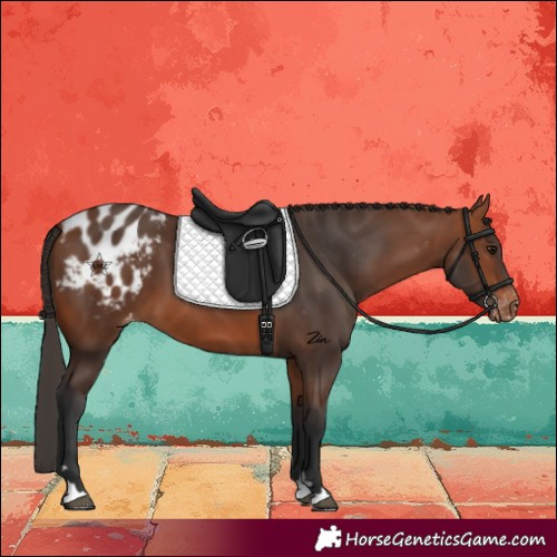 Horse Color:Bay Appaloosa 
