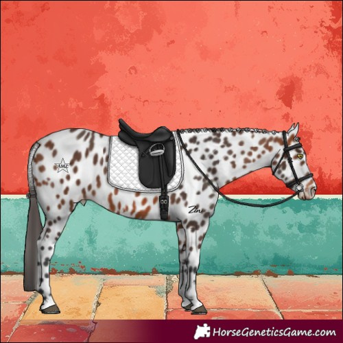 Horse Color:Bay Sabino Appaloosa