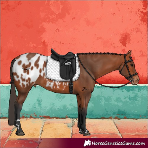 Horse Color:Bay Appaloosa