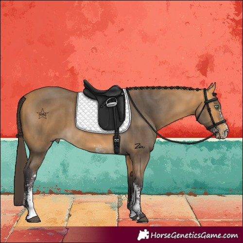 Horse Color:Buckskin Sabino 