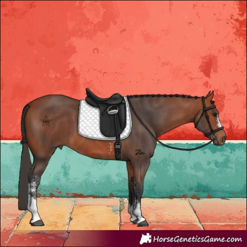 Horse Color:Bay Sabino
