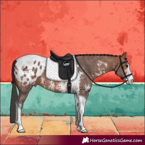 Horse Color:Bay Sabino Tobiano Appaloosa 