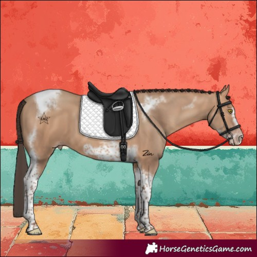 Horse Color:Amber Champagne Tobiano Frame 