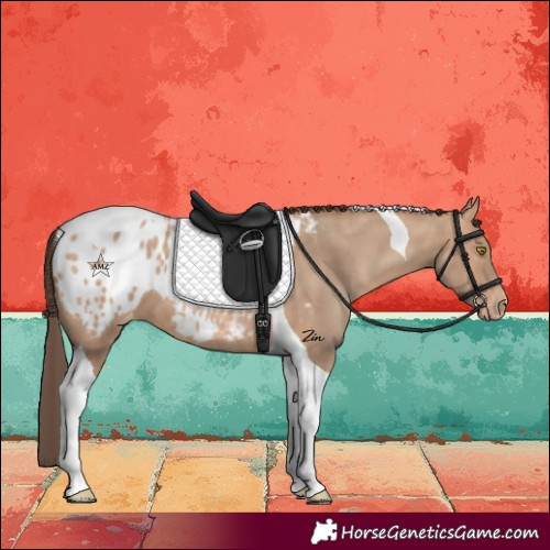 Horse Color:Amber Champagne Tobiano Appaloosa 