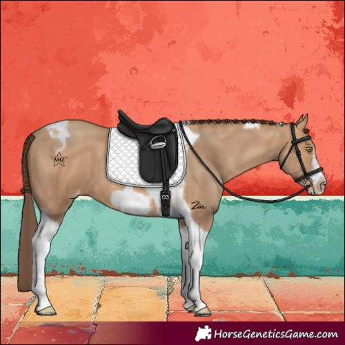 Horse Color:Amber Champagne Tobiano Frame Appaloosa 