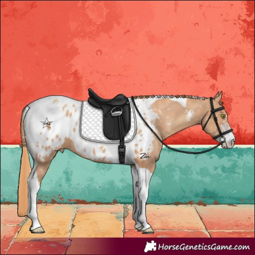 Horse Color:Gold Champagne Sabino Tobiano Appaloosa 