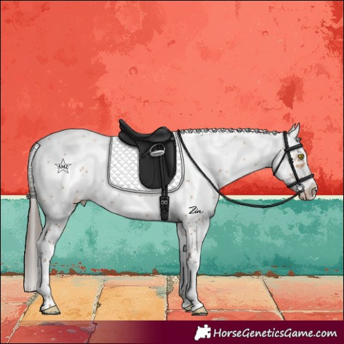 Horse Color:Amber Champagne Sabino Frame