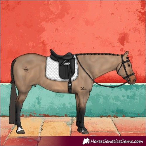 Horse Color:Bay Dun