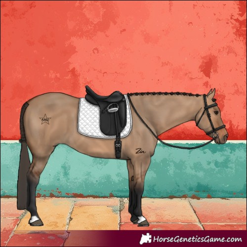 Horse Color:Bay Dun