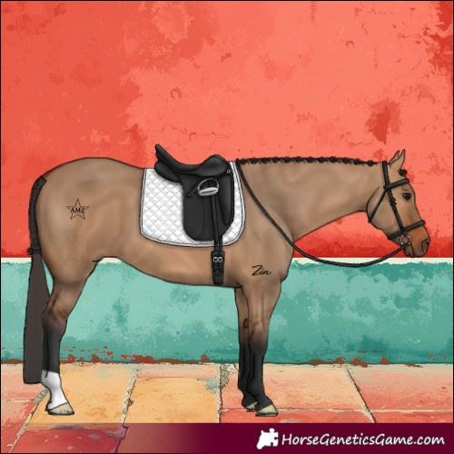 Horse Color:Bay Dun 