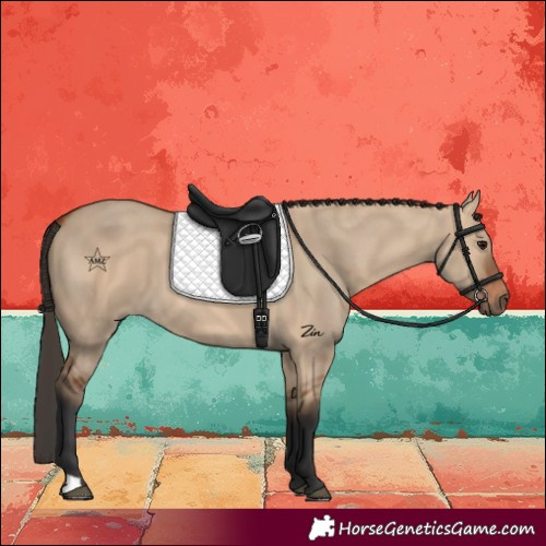 Horse Color:Bay Dun