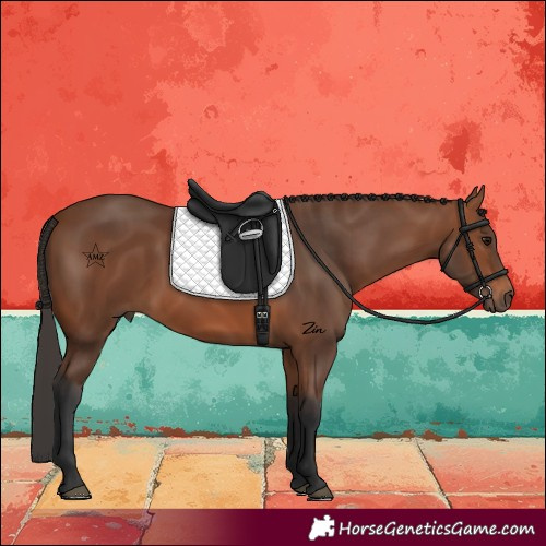 Horse Color:Bay 