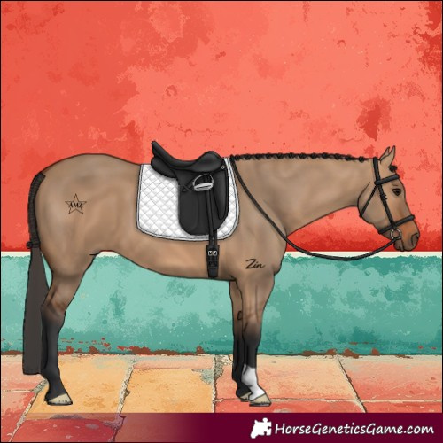 Horse Color:Bay Dun