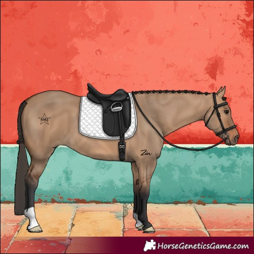 Horse Color:Bay Dun