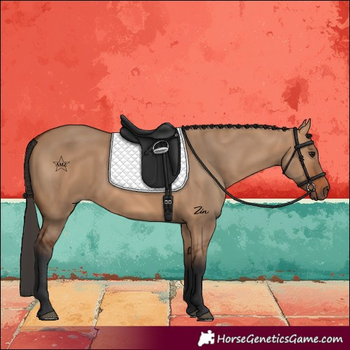 Horse Color:Bay Dun 