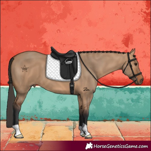 Horse Color:Bay Dun 
