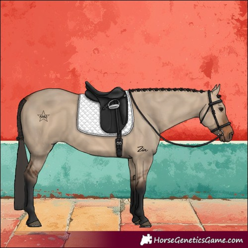 Horse Color:Bay Dun 