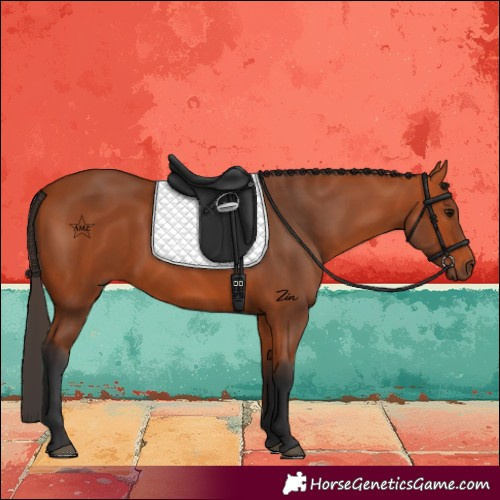 Horse Color:Bay 