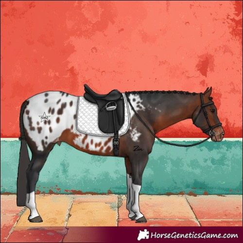 Horse Color:Bay Tobiano Appaloosa 