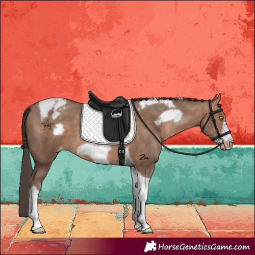 Horse Color:Amber Champagne Tobiano Frame Appaloosa 