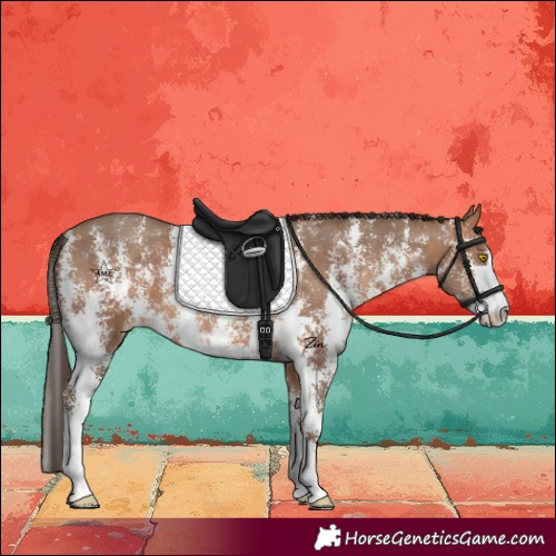 Horse Color:Sable Champagne Sabino