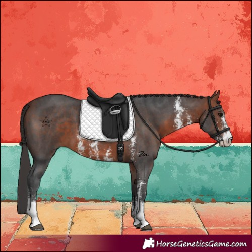 Horse Color:Bay Sabino