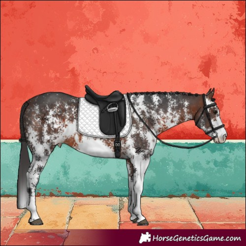 Horse Color:Brown Sabino Appaloosa 