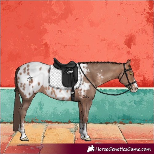 Horse Color:Amber Champagne Sabino Appaloosa 