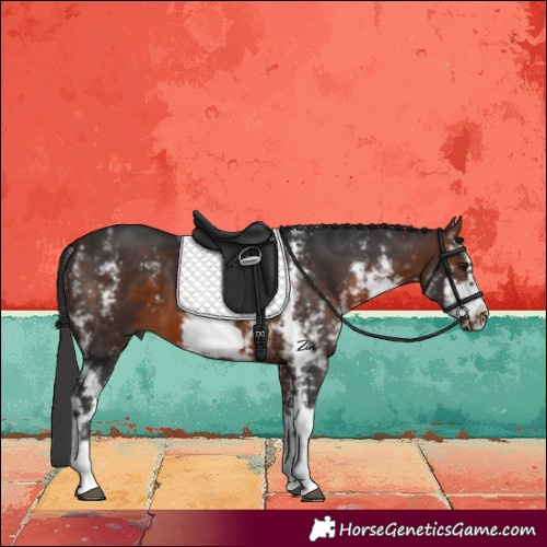 Horse Color:Brown Sabino Frame