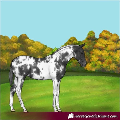 Horse Color:White Spotted Black Tobiano Appaloosa