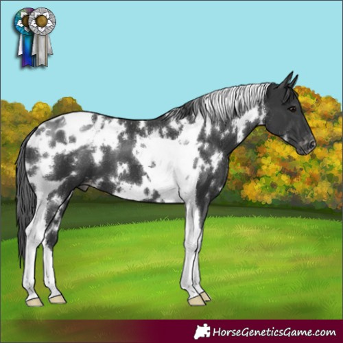 Horse Color:White Spotted Black Tobiano Varnish
