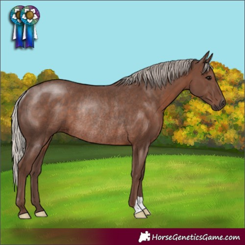 Horse Color:Silver Black Rabicano