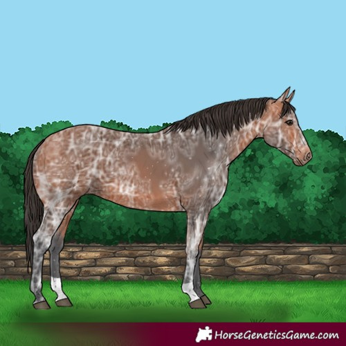 Horse Color:Bay Ice 