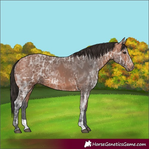 Horse Color:Bay Ice 