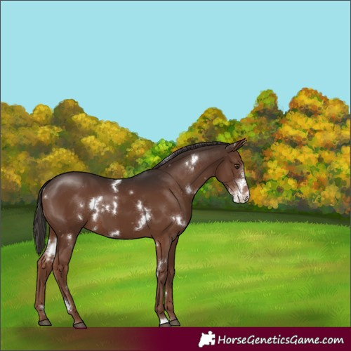 Horse Color:White Spotted Liver Chestnut Sabino 