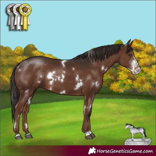 Horse Color:White Spotted Liver Chestnut Sabino