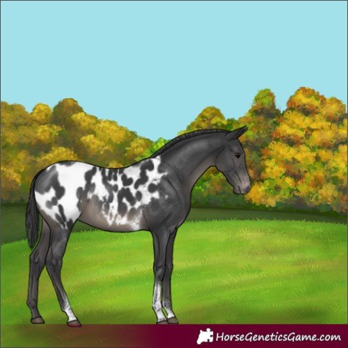 Horse Color:Black Tobiano Appaloosa 