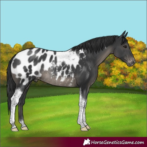 Horse Color:Black Tobiano Blanket Rabicano 