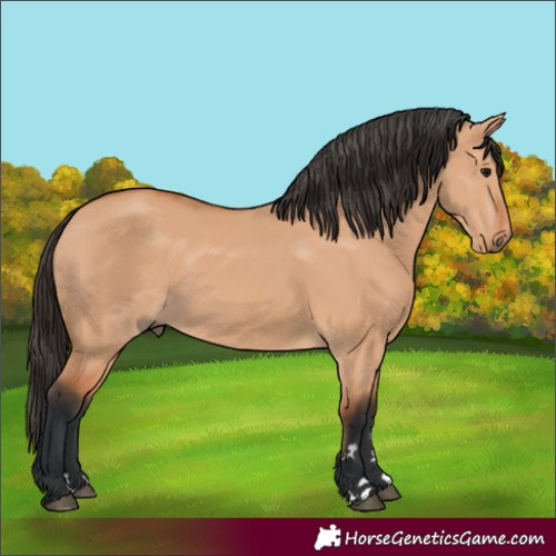 Horse Color:Bay Dun